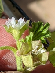 Malva parviflora