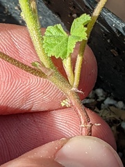 Malva parviflora