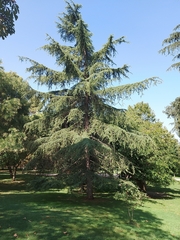 Cedrus