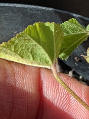 Malva parviflora