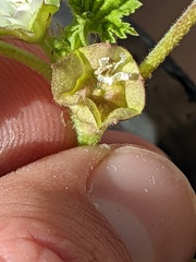 Malva parviflora