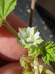 Malva parviflora