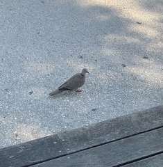 Streptopelia decaocto