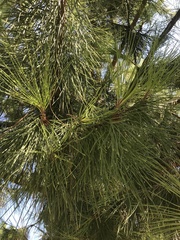 Pinus halepensis