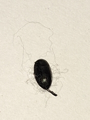 Coleoptera