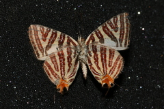 Cigaritis lohita