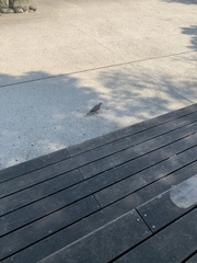 Streptopelia decaocto