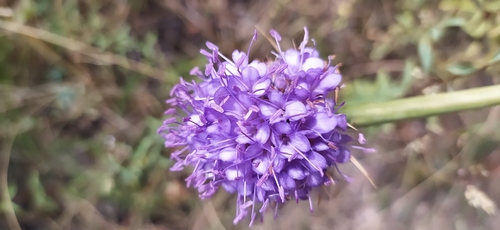 Dipsacus dipsacoides (Dipsacus dipsacoides)