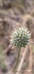 Dipsacus dipsacoides