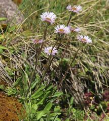 Erigeron alpinus