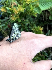 Catasticta semiramis