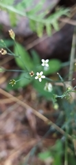 Petrorhagia alpina