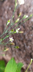 Petrorhagia alpina