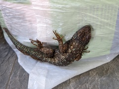 Sceloporus occidentalis