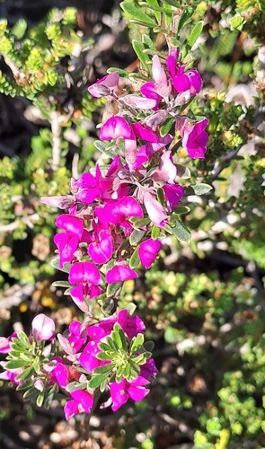 Image of Indigofera calcarea by (c) Eugene Hahndiek, some rights reserved (CC BY-SA)