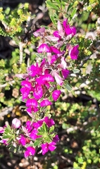 Indigofera sp11