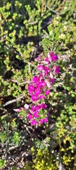 Indigofera sp11