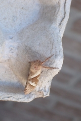 Triodia sylvina