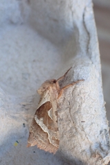 Triodia sylvina