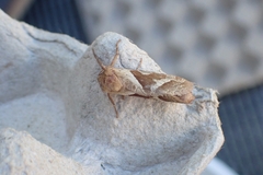 Triodia sylvina