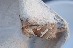 Triodia sylvina