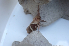 Triodia sylvina