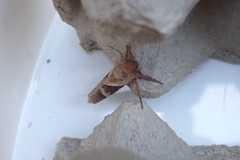 Triodia sylvina