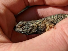 Sceloporus occidentalis