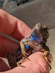 Sceloporus occidentalis