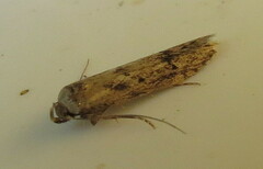 Blastobasis adustella