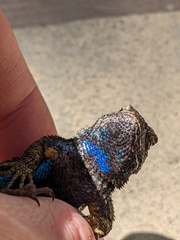 Sceloporus occidentalis