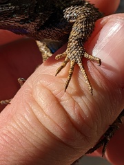 Sceloporus occidentalis