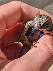 Sceloporus occidentalis