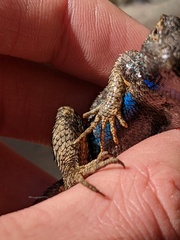 Sceloporus occidentalis