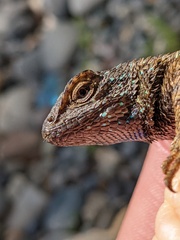 Sceloporus occidentalis