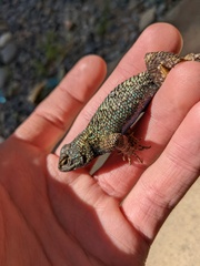 Sceloporus occidentalis