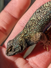 Sceloporus occidentalis