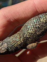 Sceloporus occidentalis