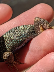 Sceloporus occidentalis