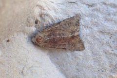Mesoligia furuncula