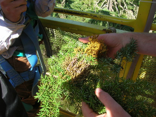 Image of Arceuthobium tsugense by no rights reserved