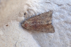 Mesoligia furuncula