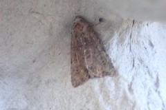 Mesoligia furuncula