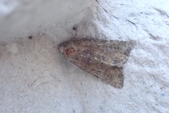 Mesoligia furuncula