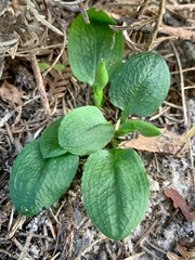 Pterostylis pedunculata