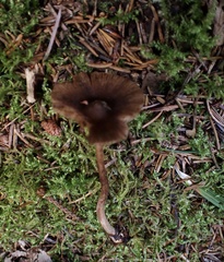 Inocybe napipes