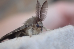 Lymantria dispar