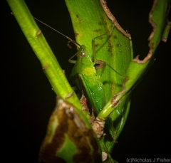 Amblypelta nitida