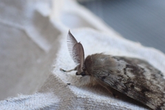 Lymantria dispar