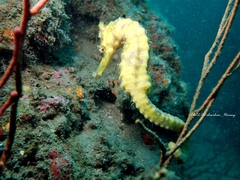 Hippocampus kelloggi